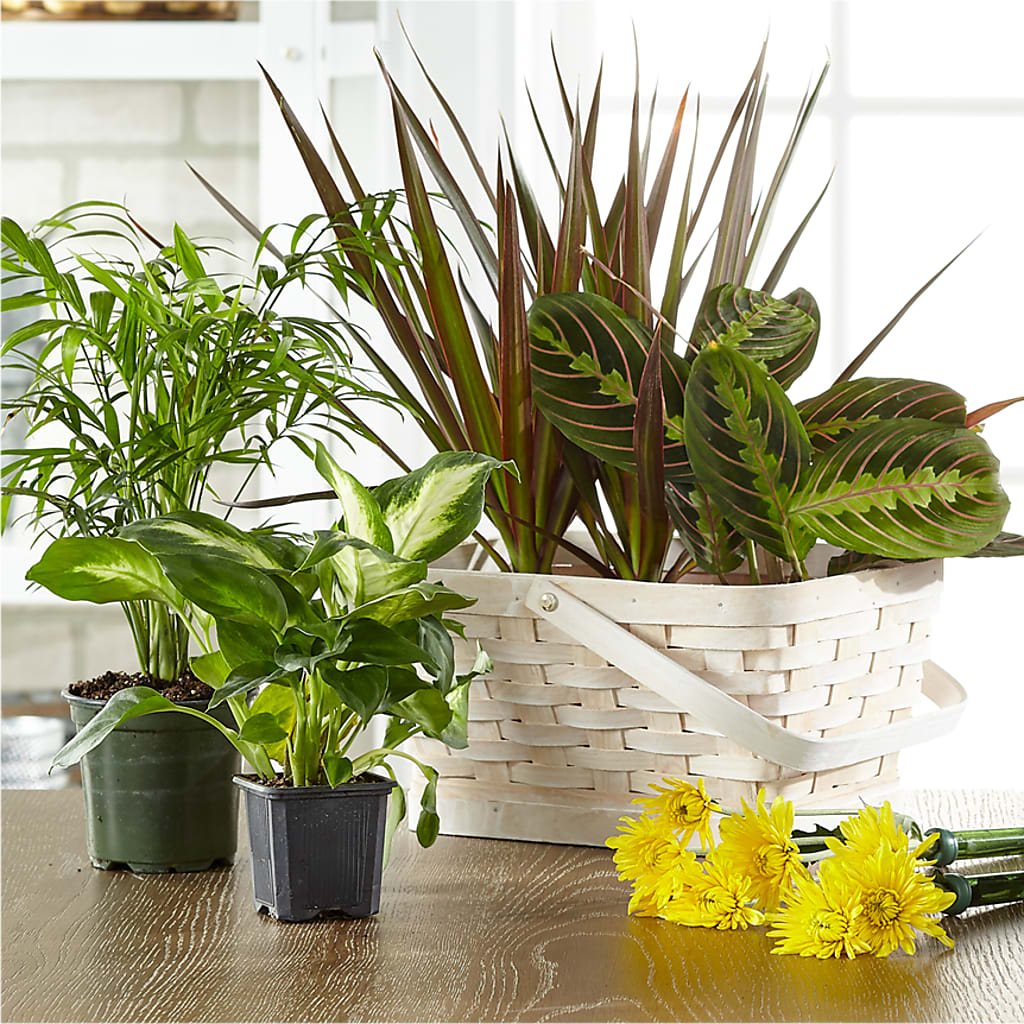 Florist Designed Blooming and Green Plants in a Basket – Waynesboro Emporium, Waynesboro GA