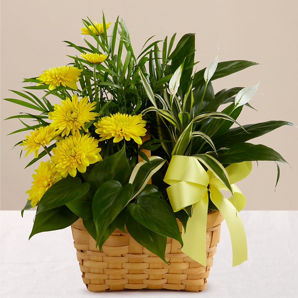 Loving Light Dishgarden – Waynesboro Emporium, Waynesboro GA
