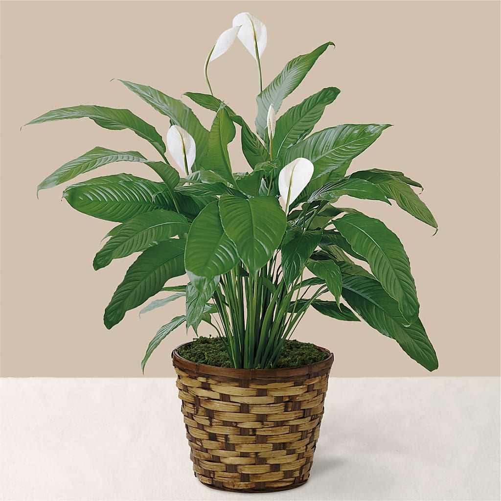 Tranquil Moments Peace Lily Plant – Waynesboro Emporium, Waynesboro GA