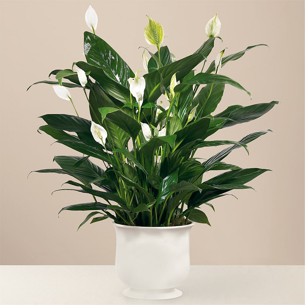 Comfort Planter – Waynesboro Emporium, Waynesboro GA