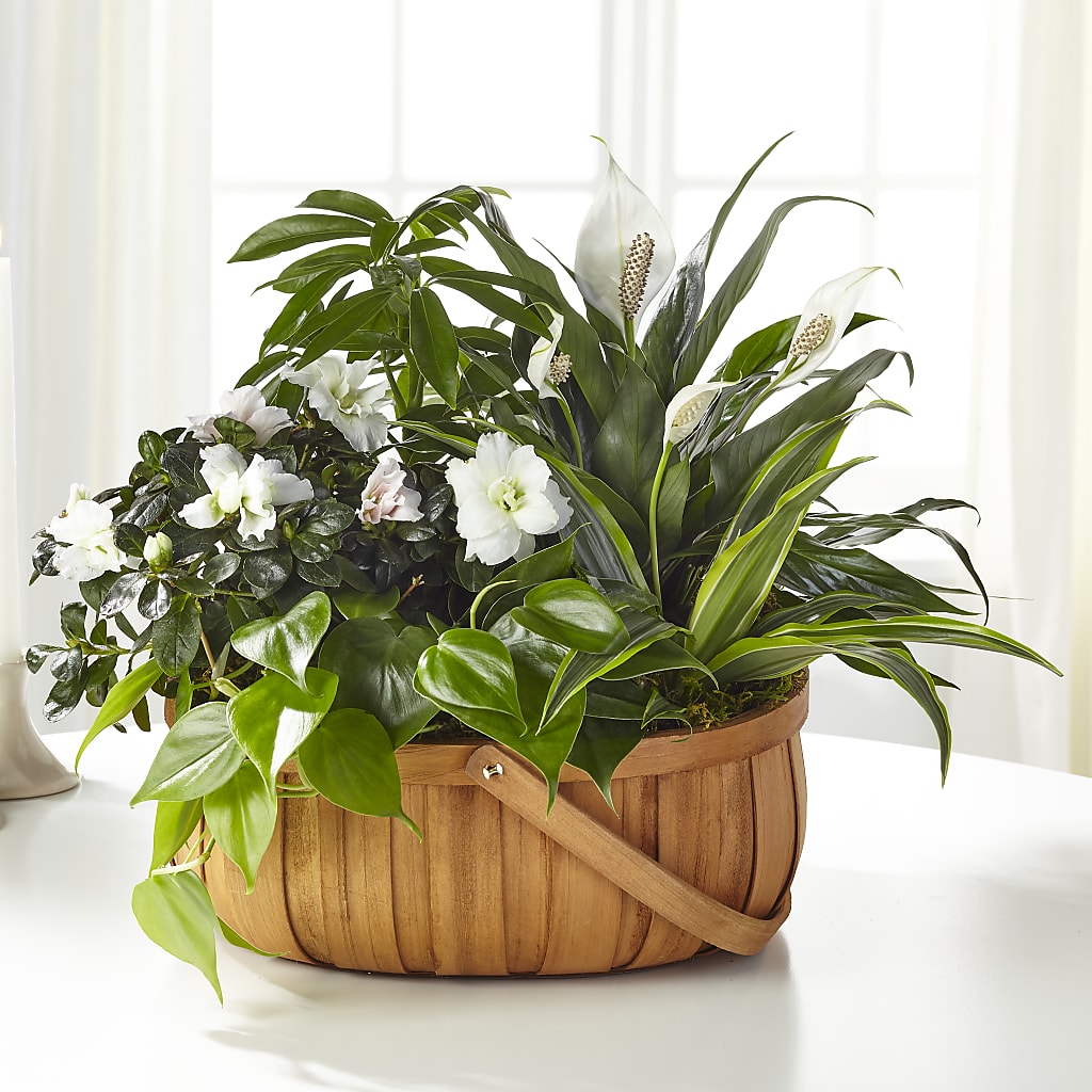 Serene Dishgarden – Waynesboro Emporium, Waynesboro GA