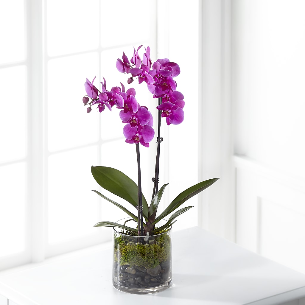 Pink Orchid Plant – Waynesboro Emporium, Waynesboro GA