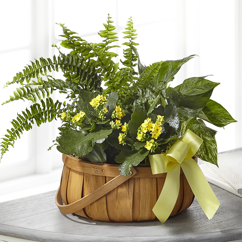 Always Dear Dishgarden – Waynesboro Emporium, Waynesboro GA