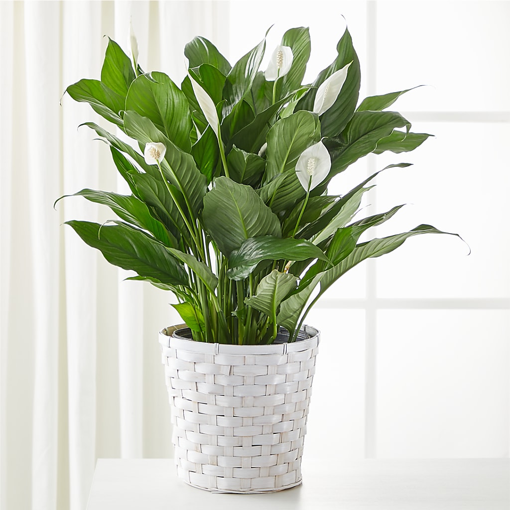 A New Leaf Peace Lily – Waynesboro Emporium, Waynesboro GA