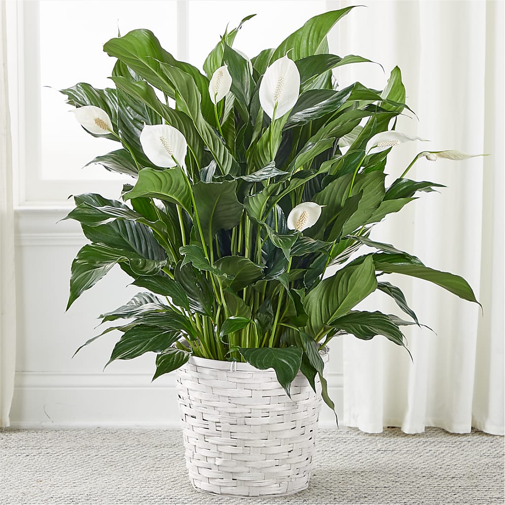 A New Leaf Peace Lily – Waynesboro Emporium, Waynesboro GA