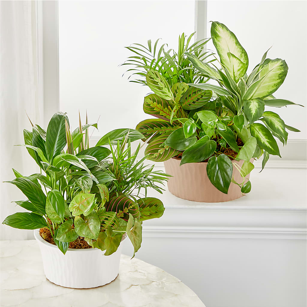 Balance & Harmony Dishgarden – Waynesboro Emporium, Waynesboro GA
