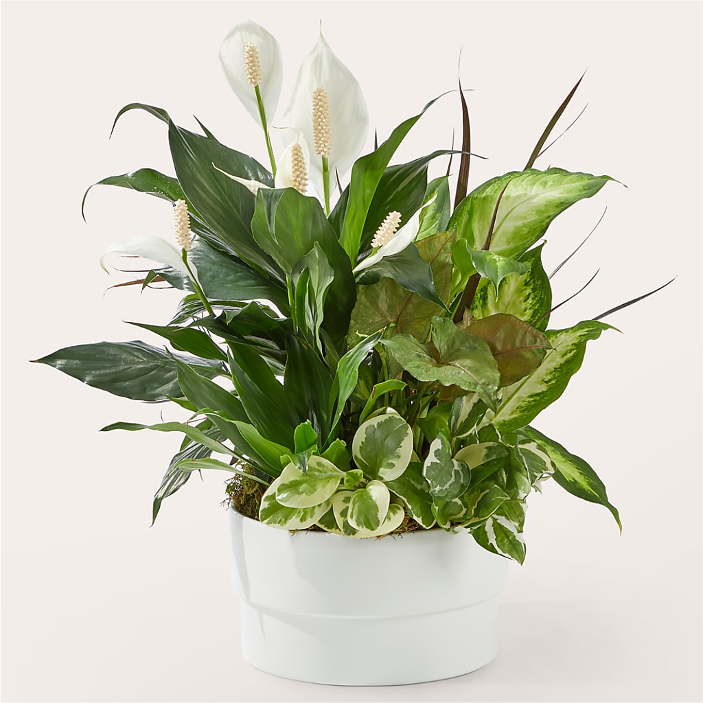 Radiating Positivity Dishgarden – Waynesboro Emporium, Waynesboro GA