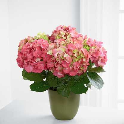 Pink Hydrangea Planter –  Waynesboro Emporium, Waynesboro GA