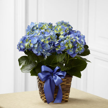 Blue Hydrangea Planter –  Waynesboro Emporium, Waynesboro GA