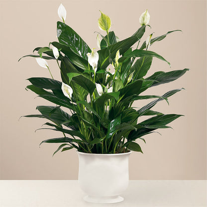 Comfort Planter –  Waynesboro Emporium, Waynesboro GA