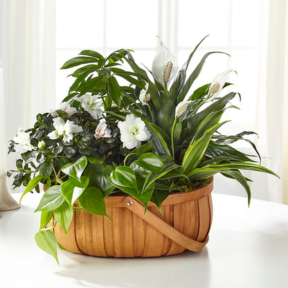 Serene Dishgarden –  Waynesboro Emporium, Waynesboro GA