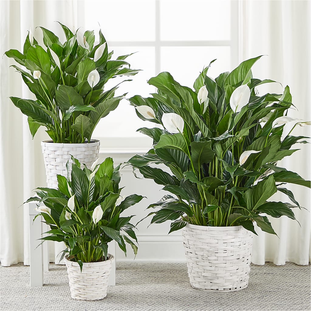 A New Leaf Peace Lily –  Waynesboro Emporium, Waynesboro GA
