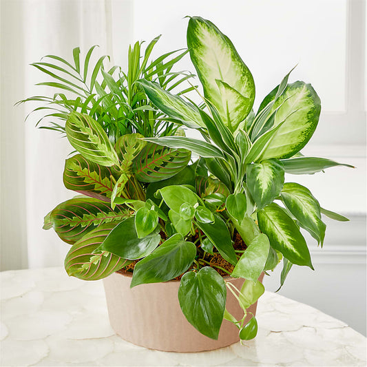 Balance & Harmony Dishgarden –  Waynesboro Emporium, Waynesboro GA