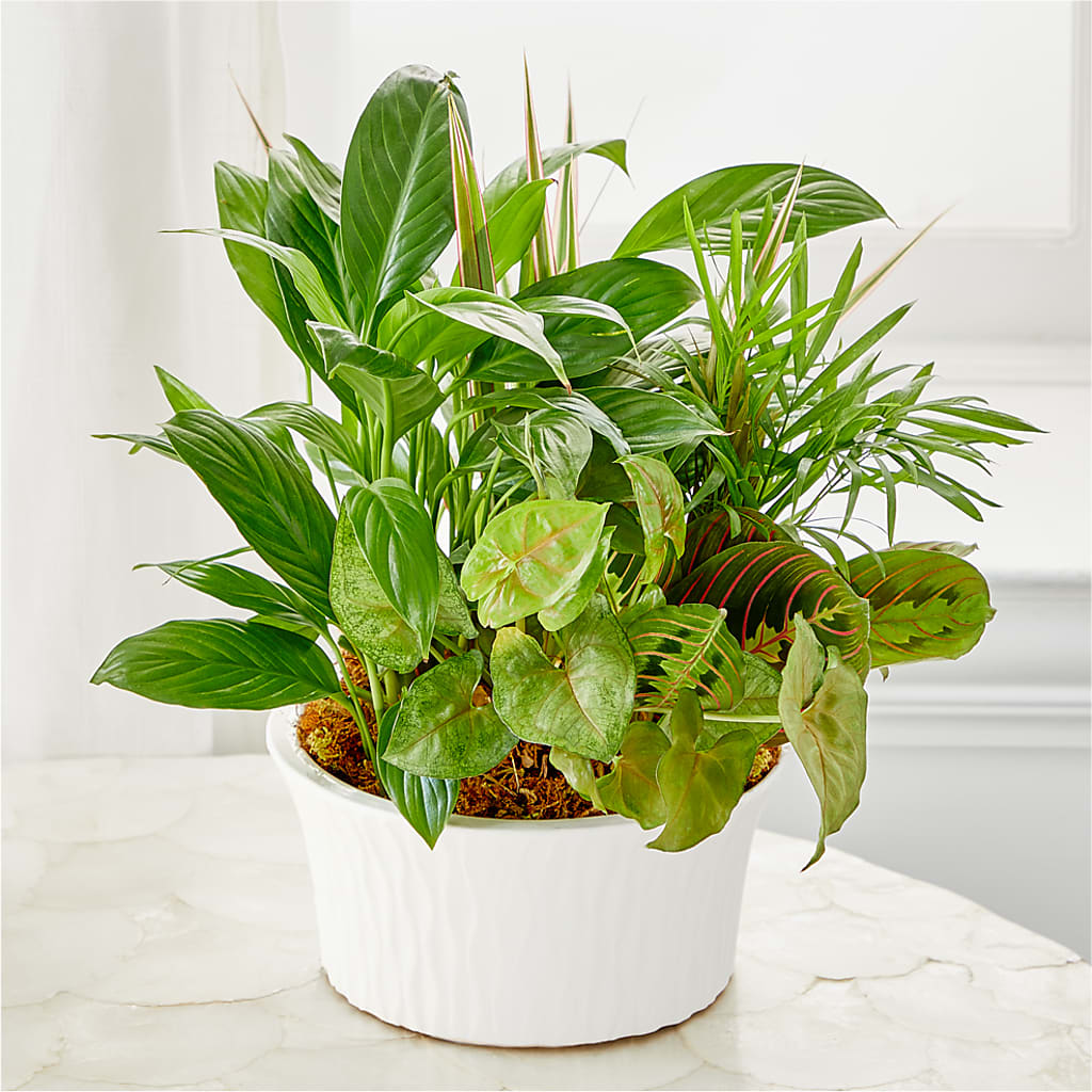 Balance & Harmony Dishgarden –  Waynesboro Emporium, Waynesboro GA